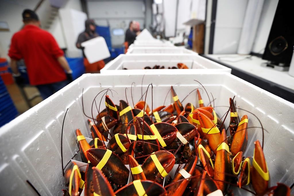 In this Tuesday, Sept. 11, 2018 photo, live lobsters are packed in coolers for shipment to China at The Lobster Company in Arundel, Maine.