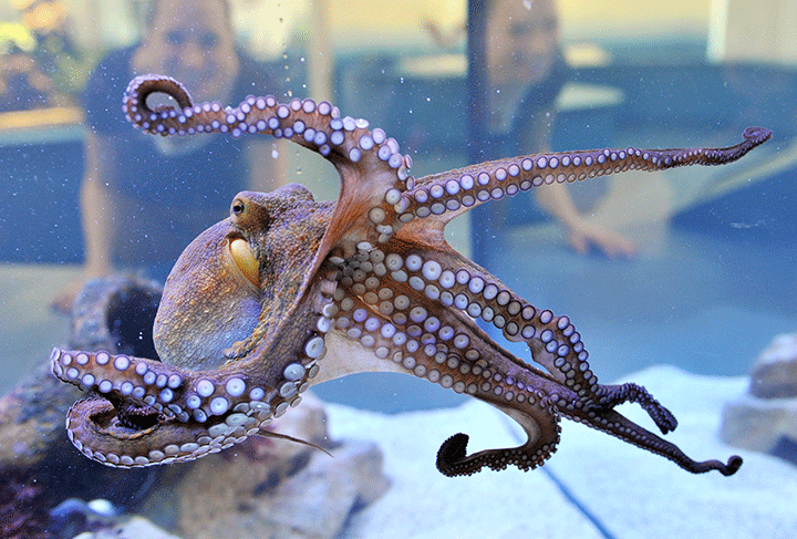 An octopus pictured in this April 24, 2013 file photo. 
