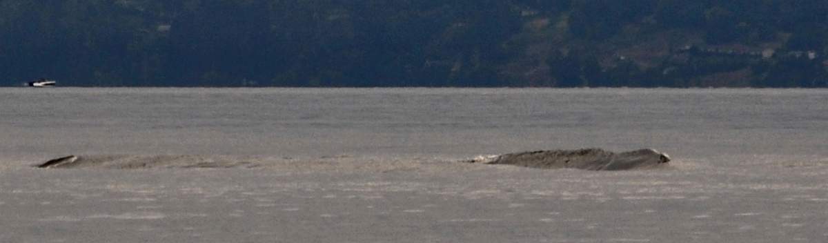 Legend hunter reports two more Ogopogo sightings near Kelowna - image