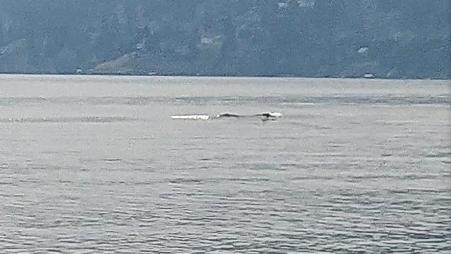 Чудовище озера ван Чудовище озера ван