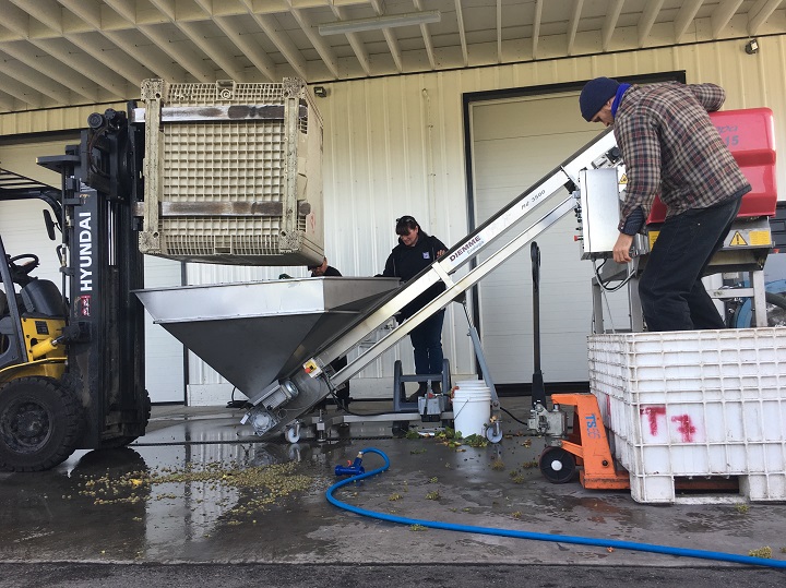 Employees at Township 7 Vineyards and Winery were busy destemming and pressing Riesling grapes on Wednesday.