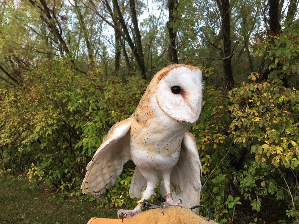 Prairie Wildlife Rehabilitation Centre is hosting their 6th annual Walk for Wildlife Sept. 22. 