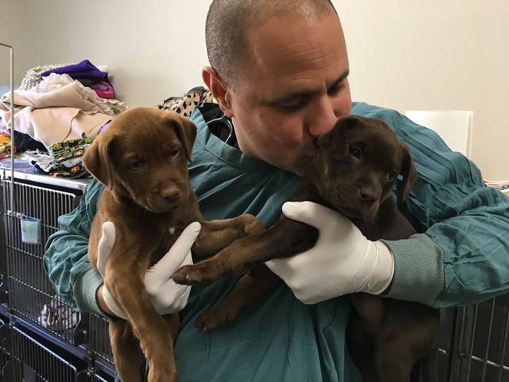 A employee of a veterinary clinic in West Kelowna holds a group of puppies treated for parvovirus in September, 2018.