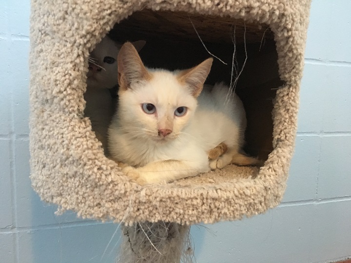 Penticton SPCA branch flooded with 65 surrendered cats, kittens - image