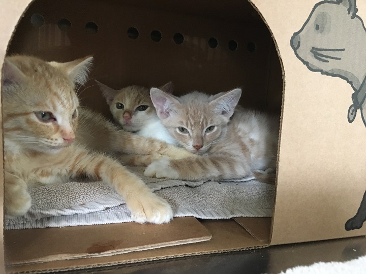Penticton SPCA branch flooded with 65 surrendered cats, kittens - image