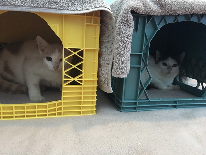 Two of the kittens that were surrendered to the Penticton branch of the B.C. SPCA.