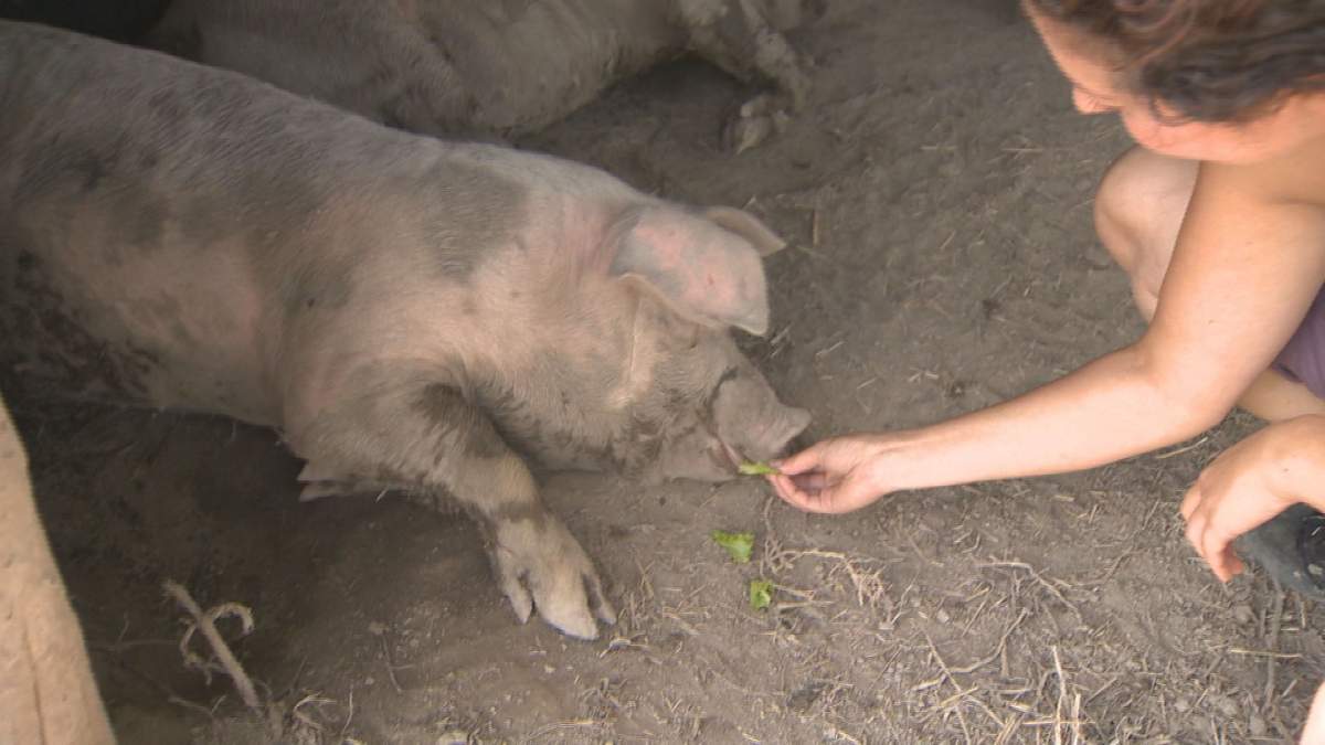 Rebecca McCaffrey from the Parkdale Food Centre feeds one of the pigs at the Youth Now Farm. The program managers say that having to care for farm animals builds skills transferable to other jobs.