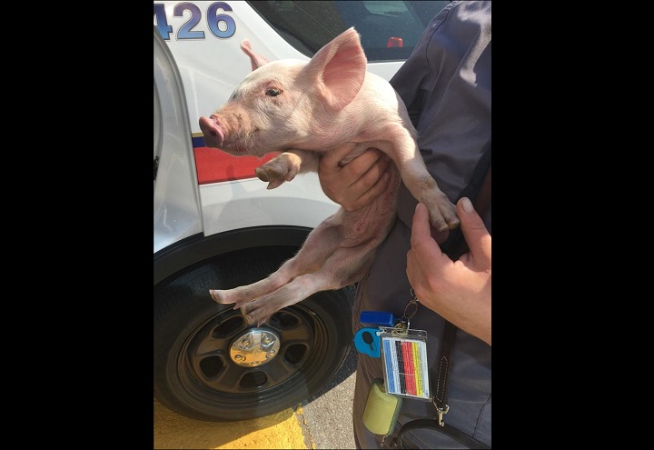 A York Regional police officer rescued a little pig found hoofing it down a Toronto-area highway.