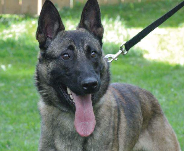 One of two new dogs which will be joining the Peterborough Police Service in early 2019.