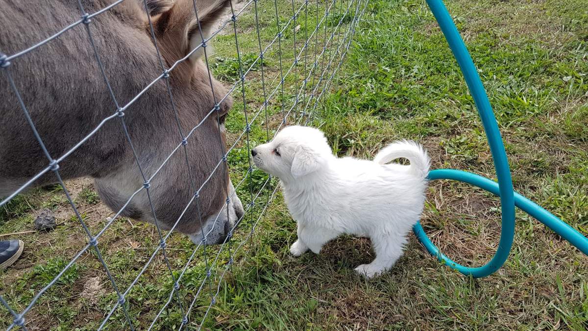 A six-week-old Great Pyrenees named Neige is keeping spirits high at Ottawa’s Youth Now Farm after Friday’s powerful windstorm completely flattened one of the property’s two heritage barns.