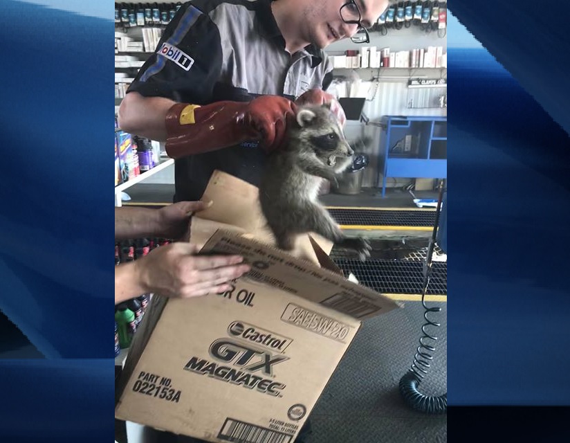Cody Loffhagen, seen here placing the raccoon in a cardboard box, has kept the raccoon in his garage since Sunday. A wildlife rescue picked him up Tuesday afternoon.
