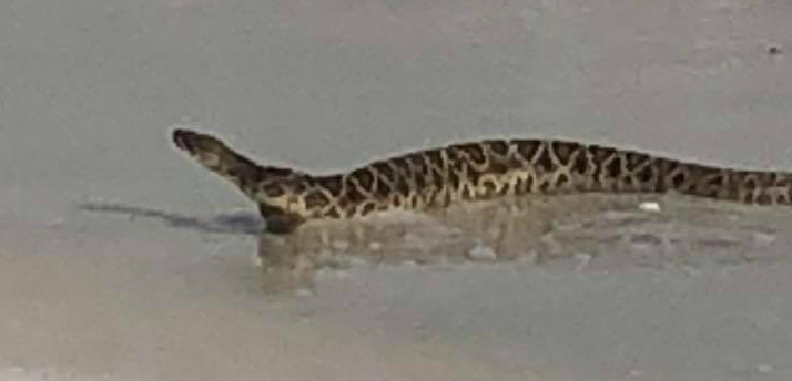 A snake washes up on a beach near Pensacola, Fla.
