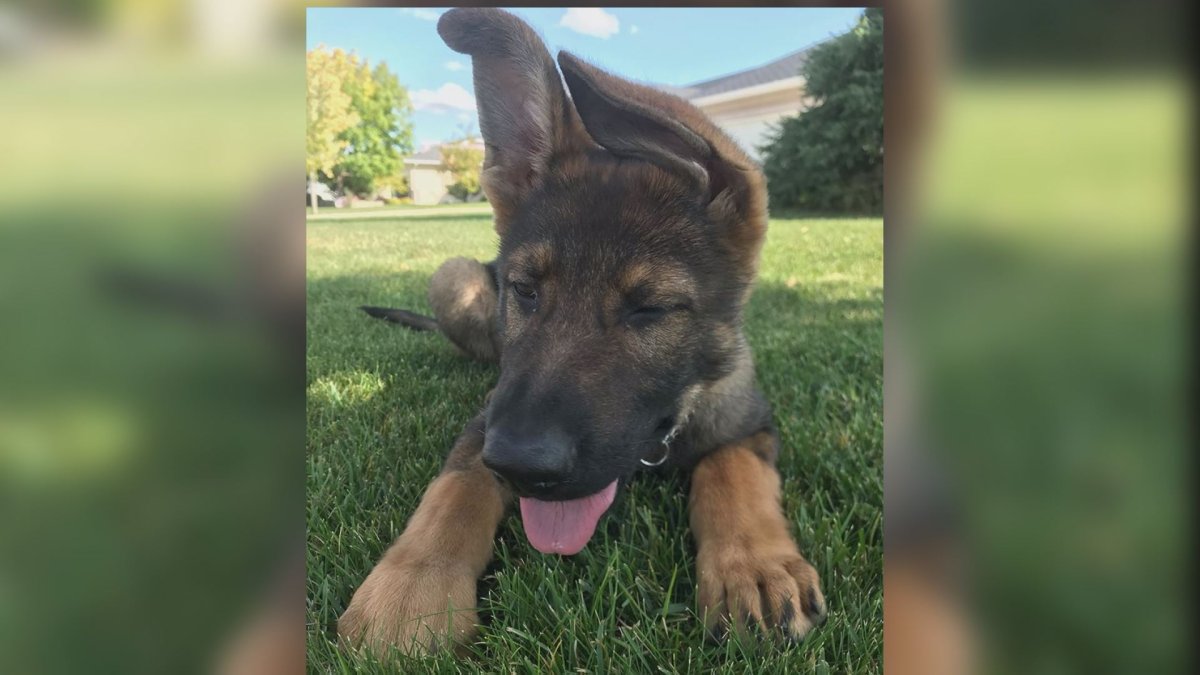 Manitoba RCMP have welcomed two month old Lincoln to the force. He is now training to join the Police Dog Service. 