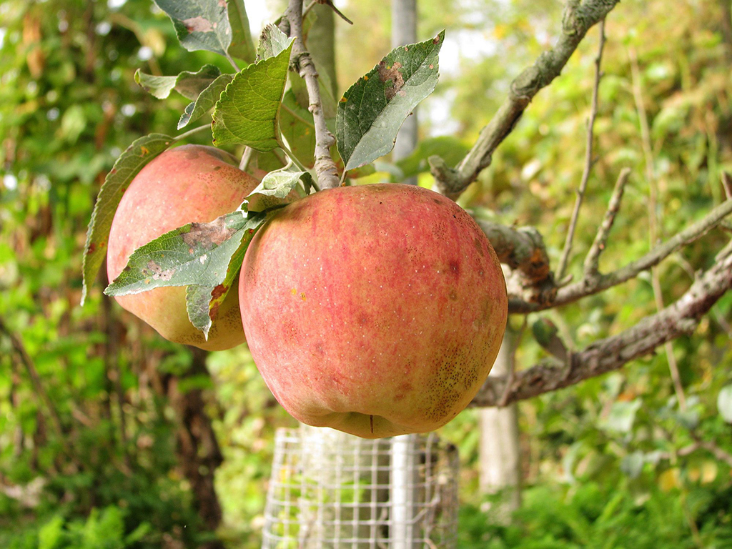 The Red Delicious apple has been unseeded in the U.S. by the universally loved Gala variety. 