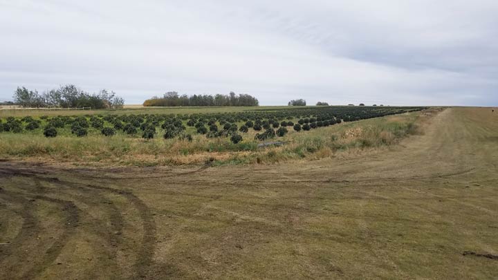 RCMP say 7,000 illegal marijuana plants were seized near Marcelin, Sask., earlier this week.