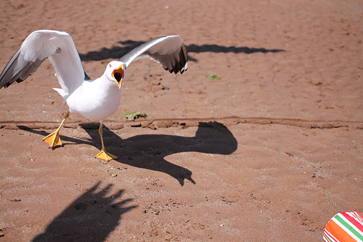 A seagull pictured on a beach. 