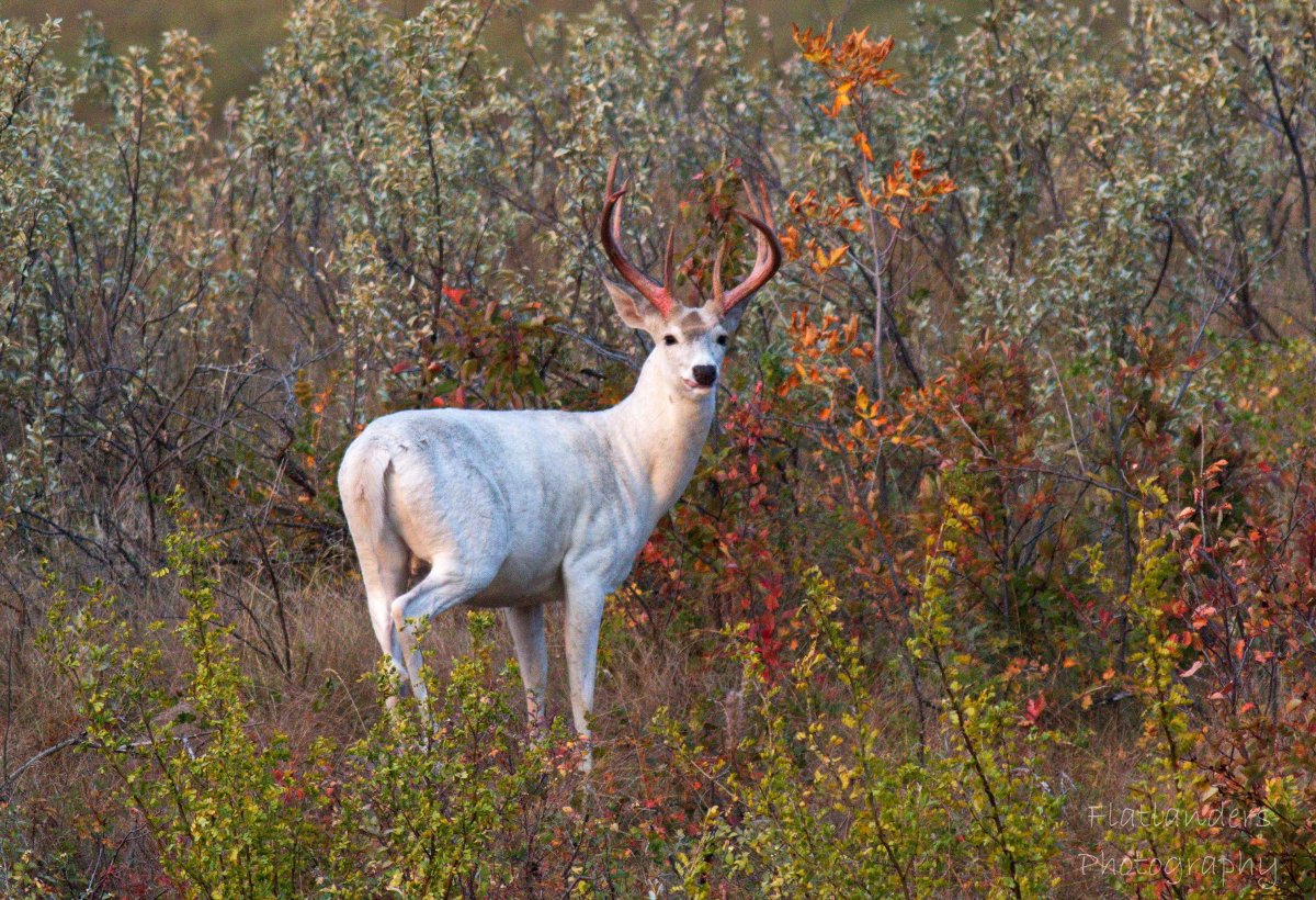 Zombie deer. Больной олень в долине.