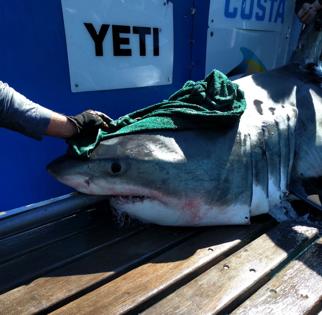 Research group tags its first Atlantic white shark in Canadian waters - image