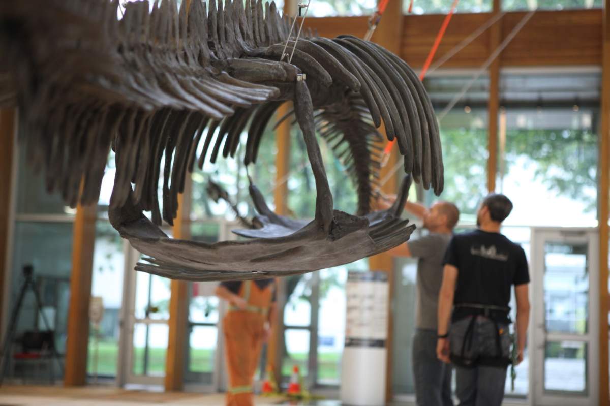 The installation of the Elasmosaurus skeleton at the University of British Columbia. Courtesy UBC.
