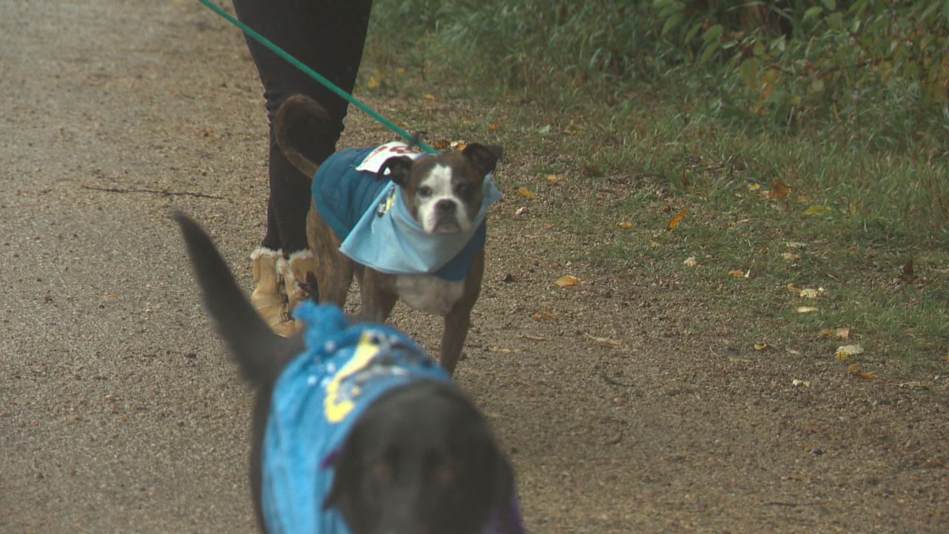 In photos Sneakers and Strays fundraiser helps hundreds of