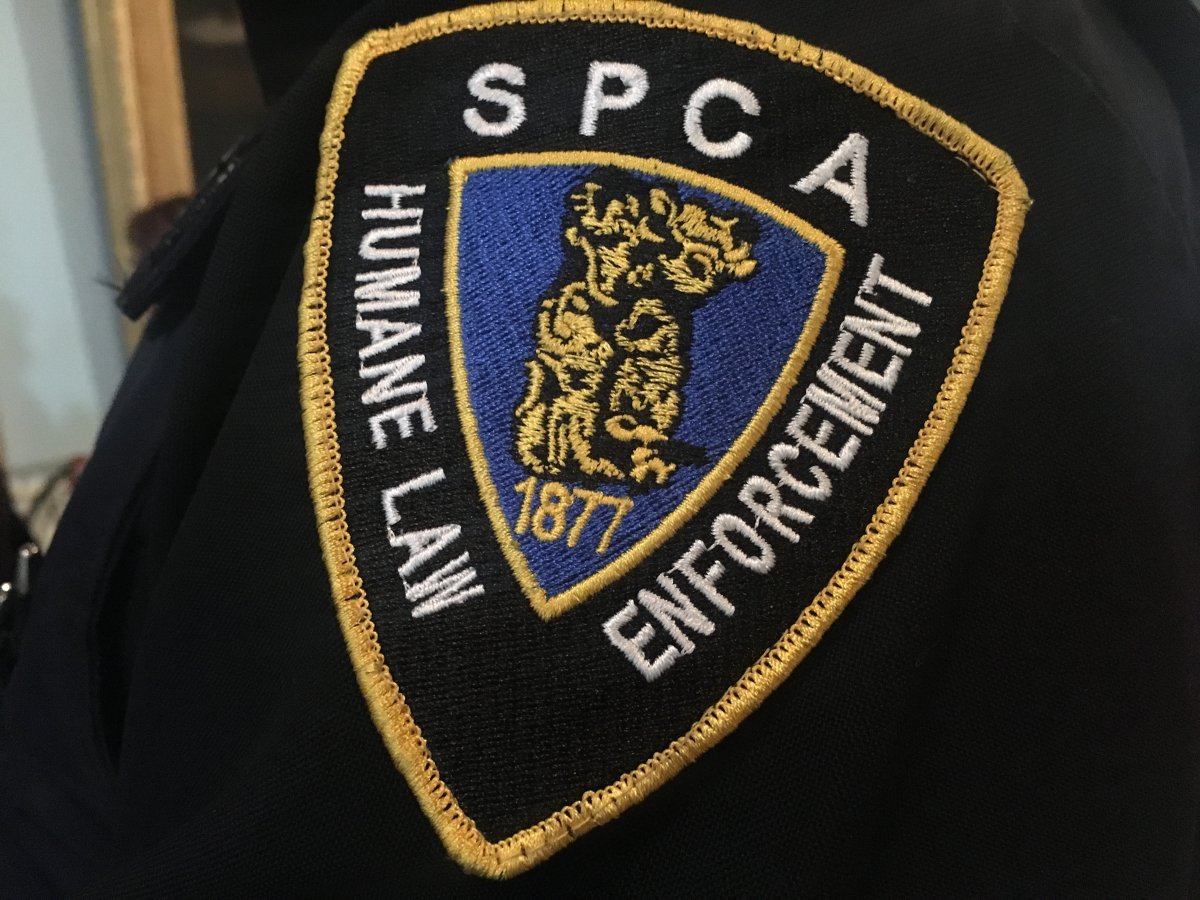 File - An SPCA badge is pictured.