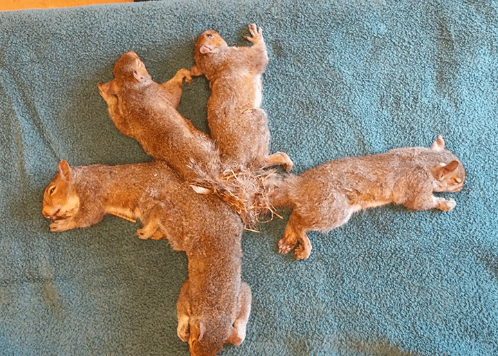 Five juvenile grey squirrels pictured in a knotted mess at the Wisconsin Humane Society.