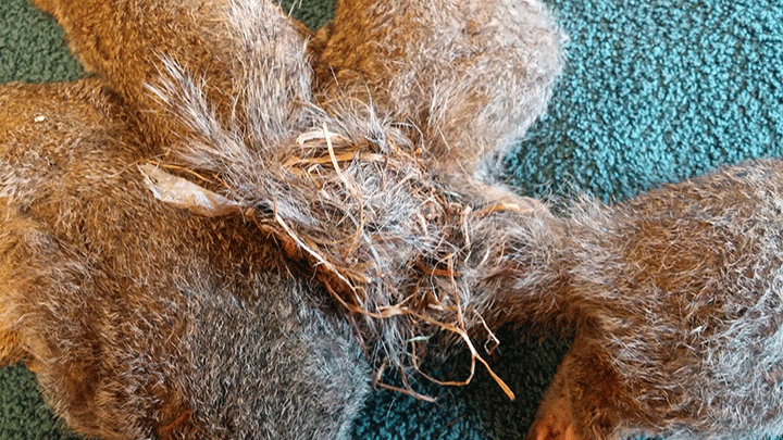 Nuts! Vets untangle 5 young squirrels with tails tangled in knot - image