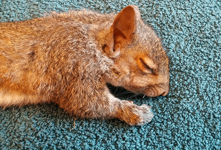 Nuts! Vets untangle 5 young squirrels with tails tangled in knot - image