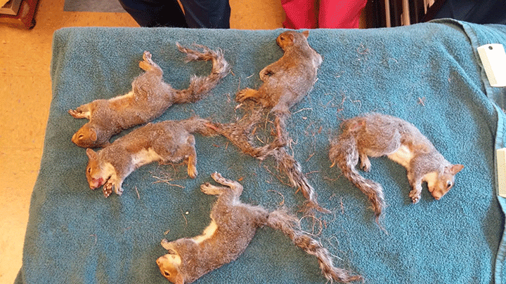 Nuts! Vets untangle 5 young squirrels with tails tangled in knot - image
