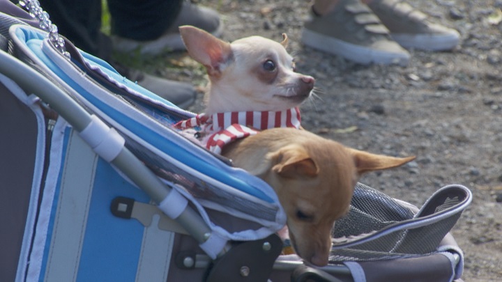 Chihuahuas taking part in canine fair at the Centre de la Nature de Laval. Saturday, Sept. 22, 2018.