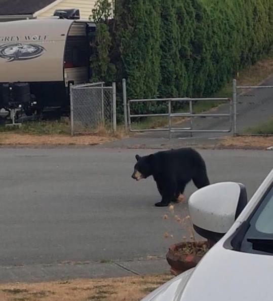 Okanagan residents urged not to leave garbage out overnight to avoid bear conflicts - image