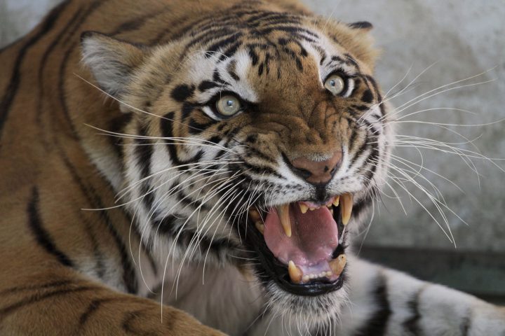 In this Monday, March 28, 2011, file photo, a Royal Bengal tigress reacts to the camera at the zoo in Ahmadabad, India.