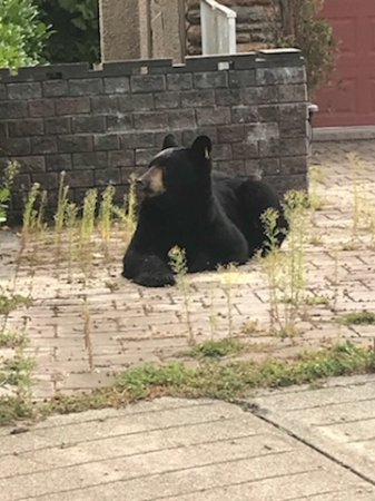 Black bear climbs into Coquitlam family’s van while child still inside ...