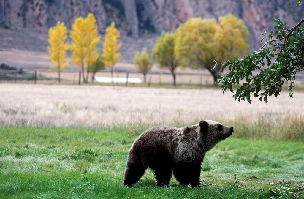 FILE - In this Sept. 25, 2013, file photo, a grizzly bear cub searches for fallen fruit beneath an apple tree a few miles from the north entrance to Yellowstone National Park in Gardiner, Mont.