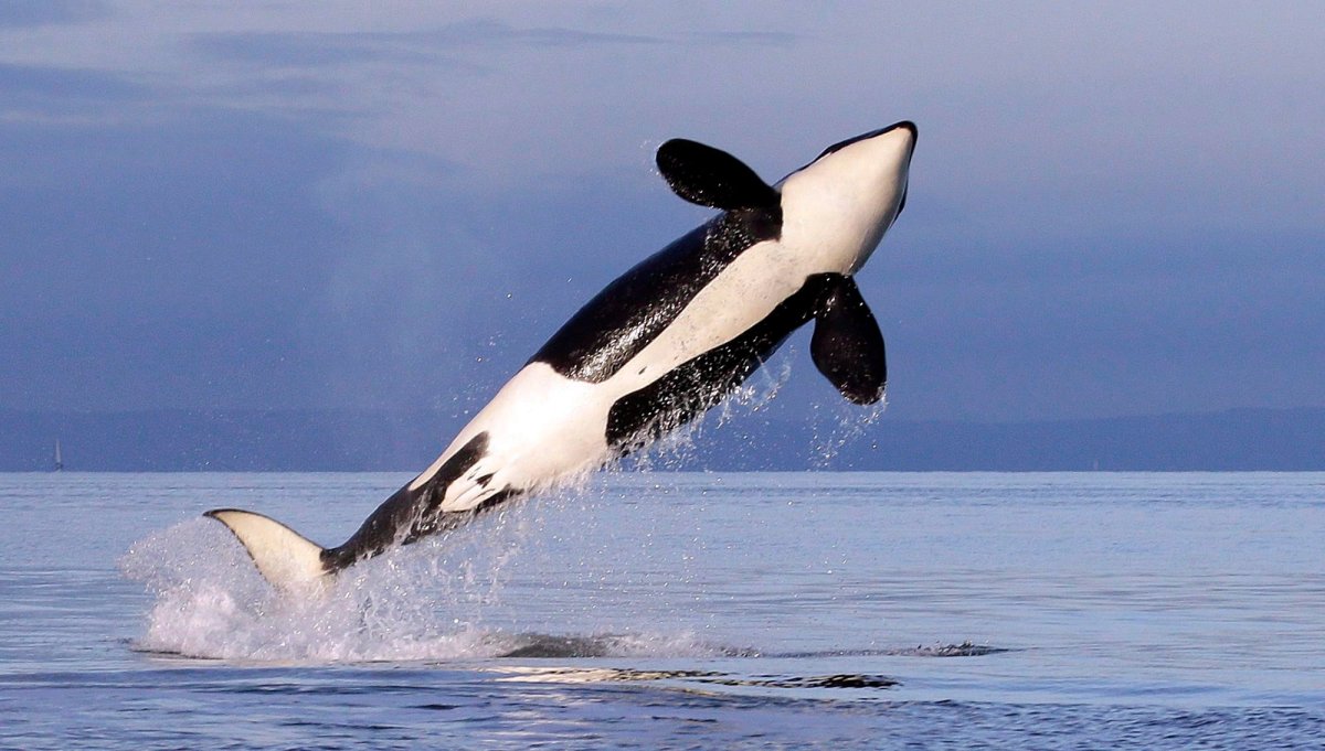 Southern resident killer whales were listed as endangered in 2003.
