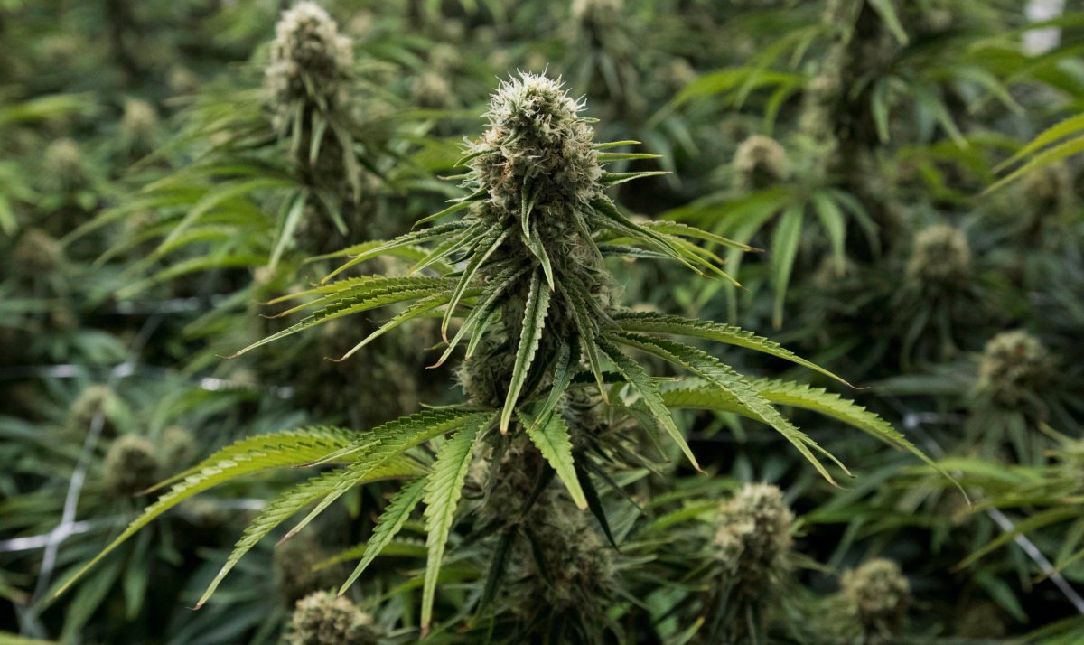 A flowering cannabis plant is seen at Blissco Cannabis Corp. in Langley, B.C., on October 9, 2018. Federal prison guards and other front-line correctional workers will not be allowed to use cannabis 24 hours before reporting to work. The Correctional Service of Canada's policy on marijuana for employees comes a week before recreational cannabis use becomes legal. 