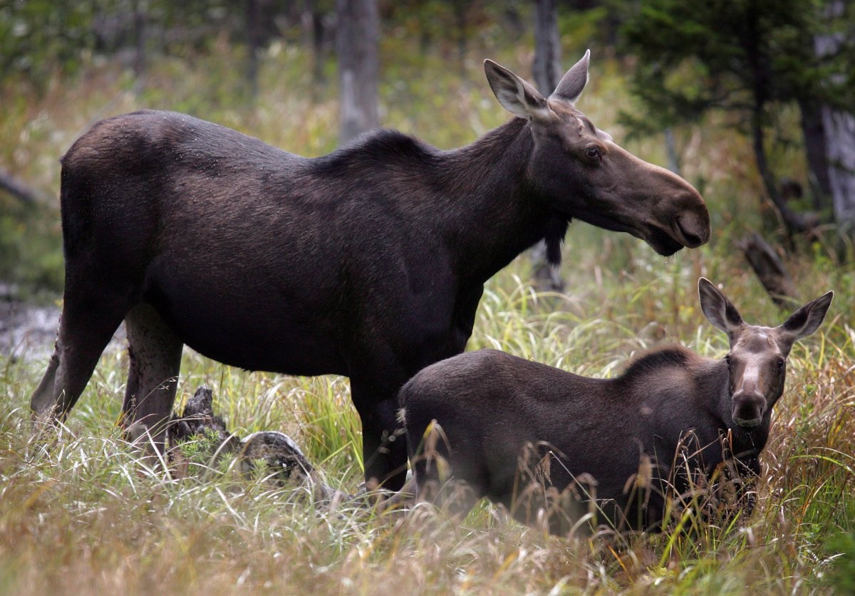 Moose graze in Franconia, N.H. in an Aug.21, 2010 file photo. A hunters' group says it wants to help feed the hungry by donating moose and other game meat to food banks in Newfoundland and Labrador, but the province won't allow it. 