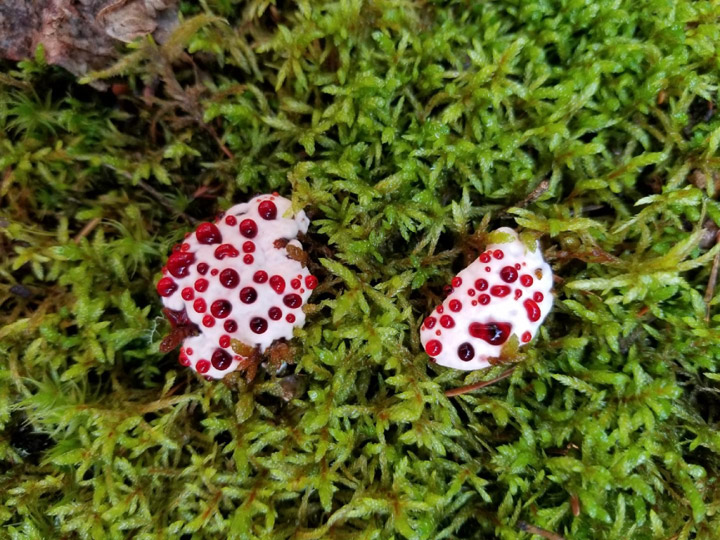 This picture of blood tooth mushrooms was taken by Terri Lang at Waskesiu for the Oct. 31 Your Saskatchewan photo.
