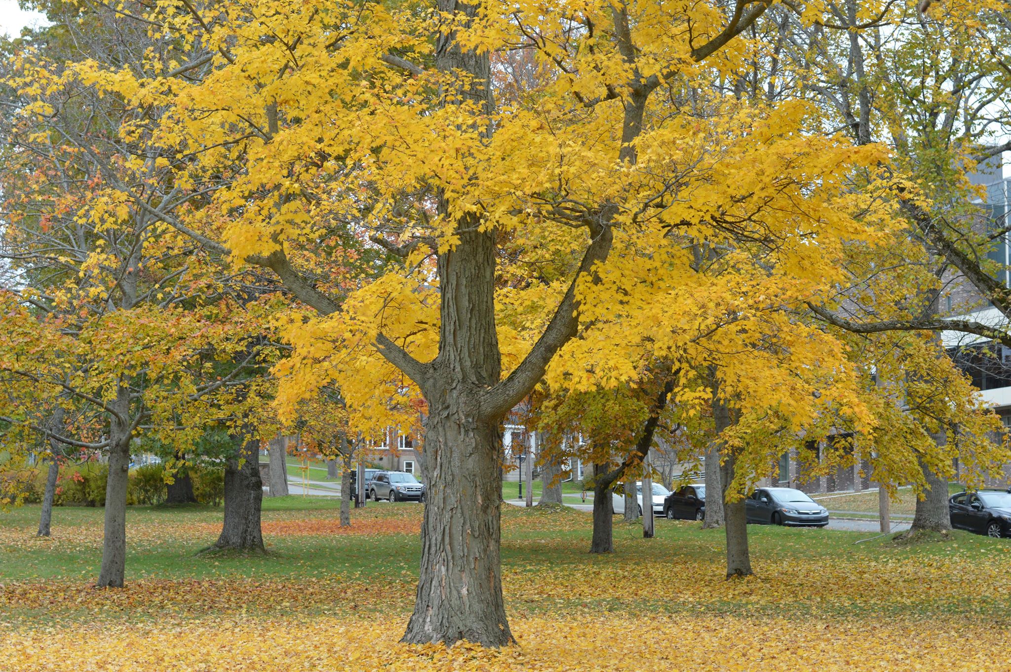 to rake