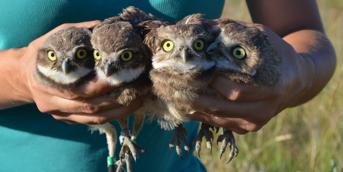 Conservation efforts are underway to help restore nesting habitats for Burrowing Owls in southern B.C.