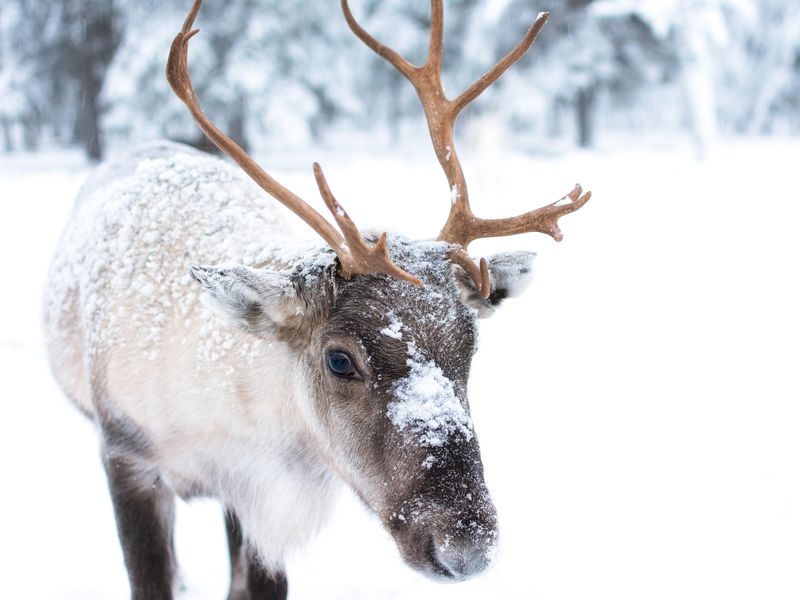 Stock photo of a deer (not one affected by the disease).