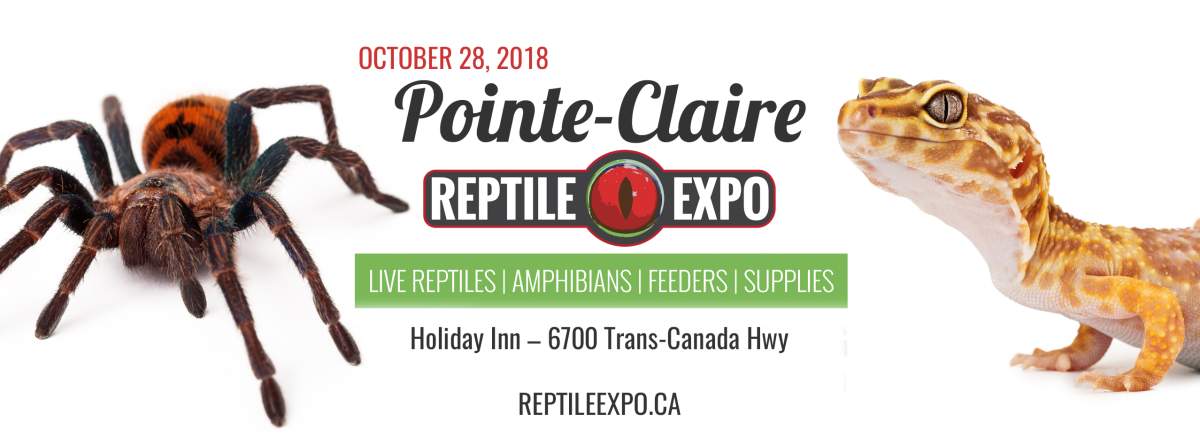 Pointe-Claire Reptile Expo - image