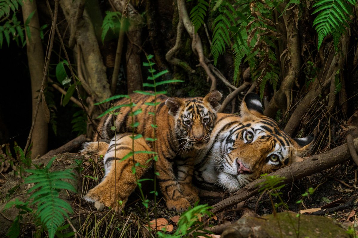 National Geographic Live: On the Trail of Big Cats - image