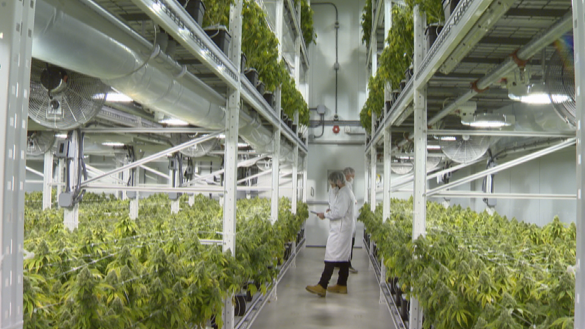 A three-storey grow room can hold roughly $1-million in retail value.
