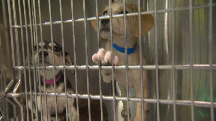 As they wait to start construction on a new shelter, the Humane Society of London and Middlesex is reporting maximum capacity levels.