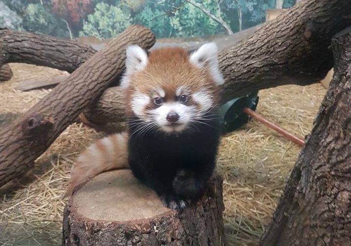 The zoo has a new red panda cub.