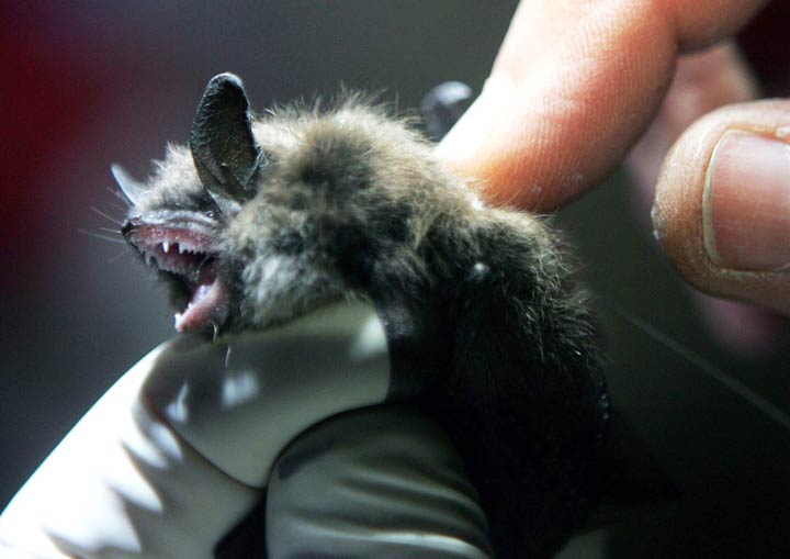 A team led by a University of Saskatchewan researcher said they found that stress can increase the spread of viruses from little brown bats.