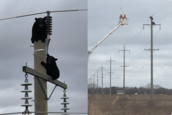 It was a beary confusing day for Manitoba Hydro.