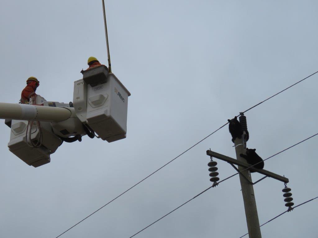 Manitoba Hydro