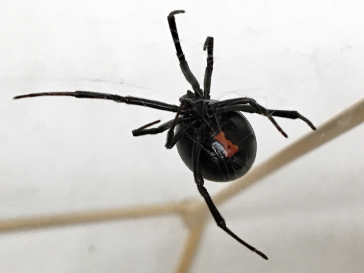 northern black widow spider bite